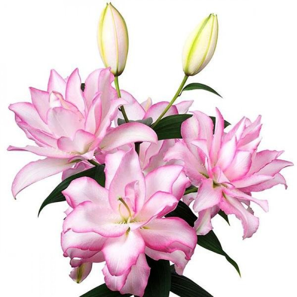 Лилия Roselily Аннушка
