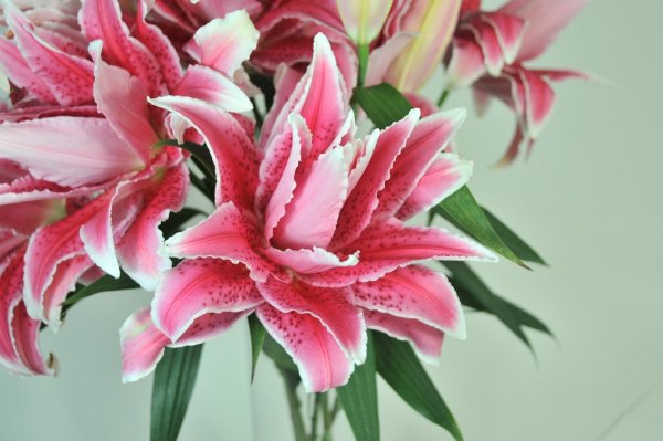 Лилия Roselily Саманта