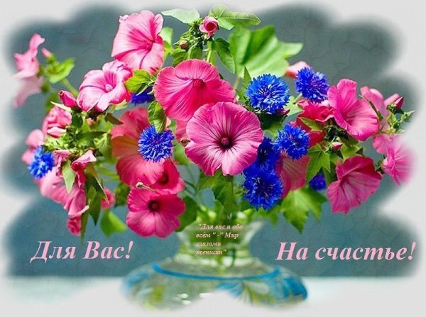 Хризантема роза альстромерия