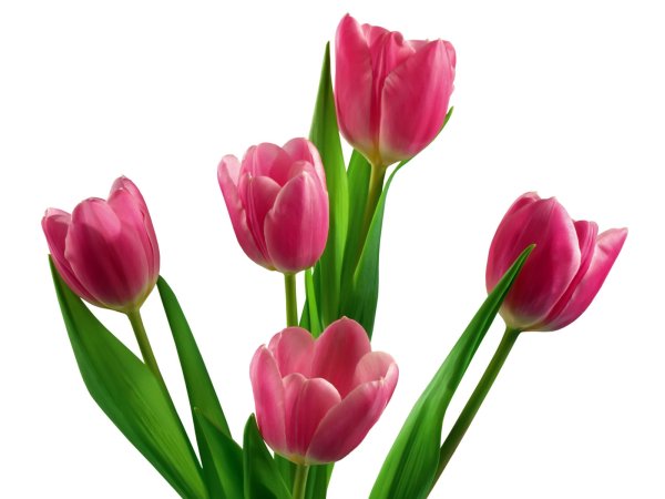 Фловерс Flowers цветы тюльпаны