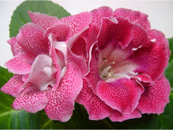 Глоксиния / gloxinia