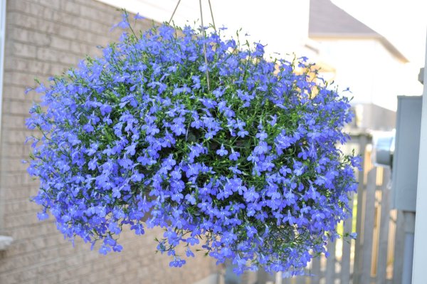 Lobelia erinus – лобелия эринус