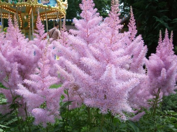 Астильба Арендса Америка