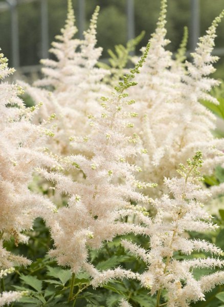 Астильба Давида Astilbe davidii