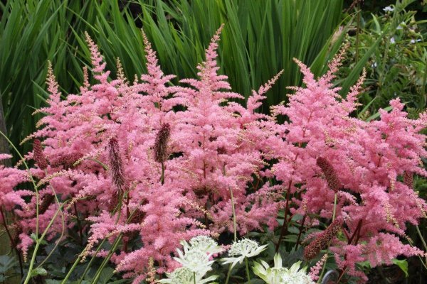 Астильба spectabilis