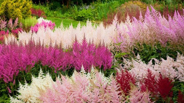 Астильба Silvery Pink