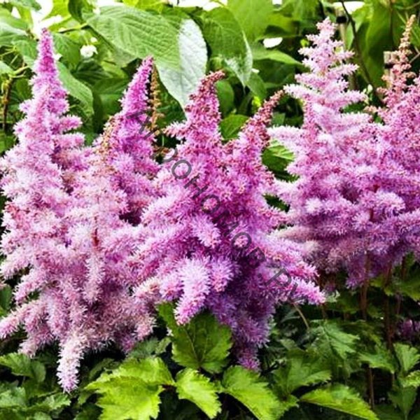 Астильба Gloria purpurea