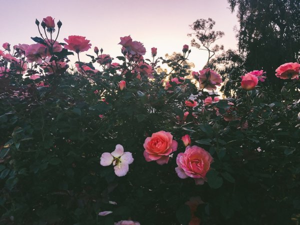 Эстетика розового цвета