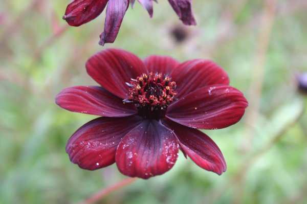 Cosmos atrosanguineus