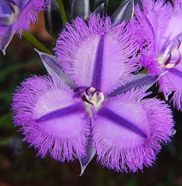 Thysanotus multiflorus