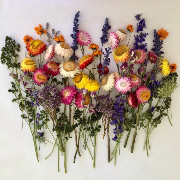 Dried Flowers сухоцветы
