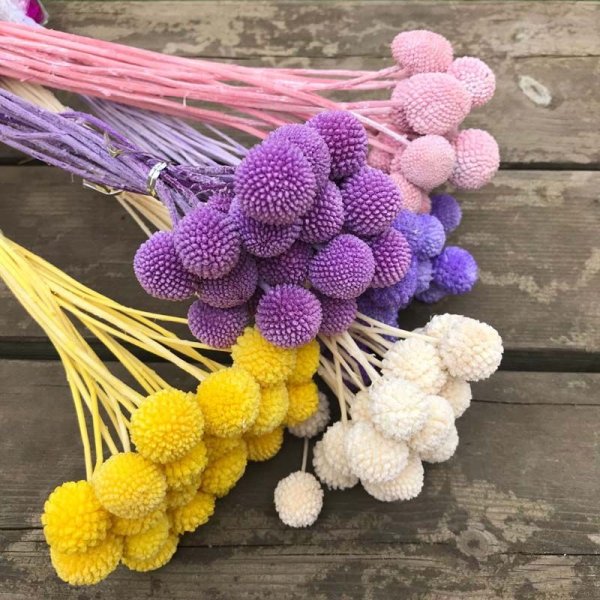 Зайцехвост лагурус