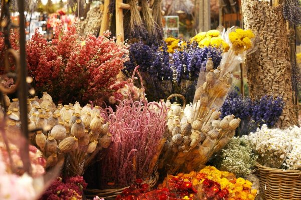 Гомфрена шаровидная (Gomphrena globosa)