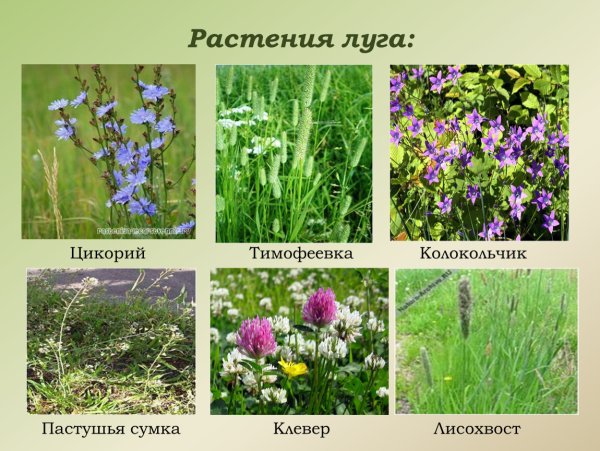 Растения на лугу