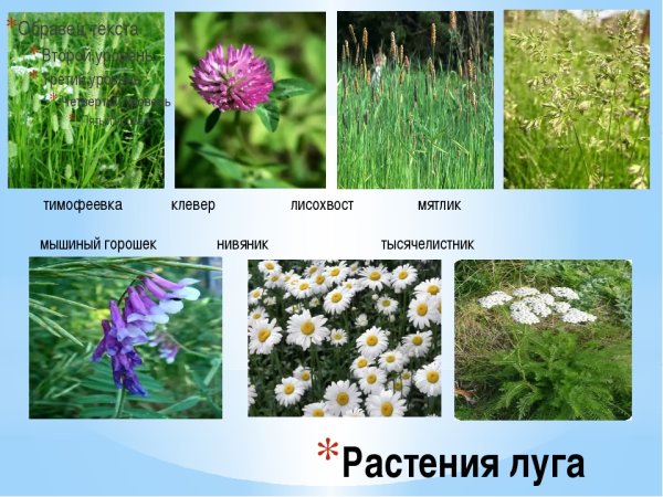 Растения растущие на лугах