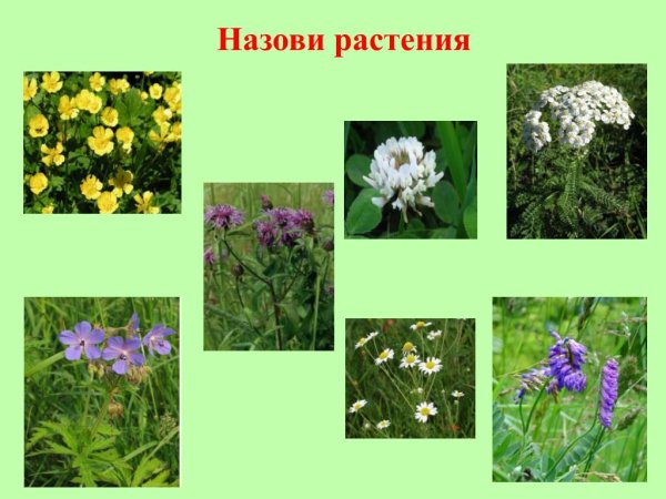 Название полевых цветов летних