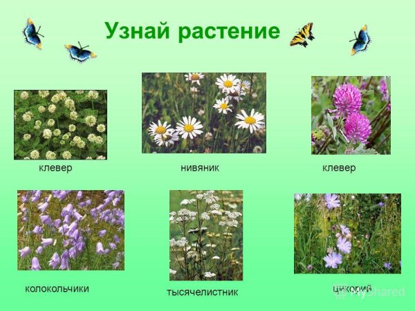 Садовые и полевые цветы для детей