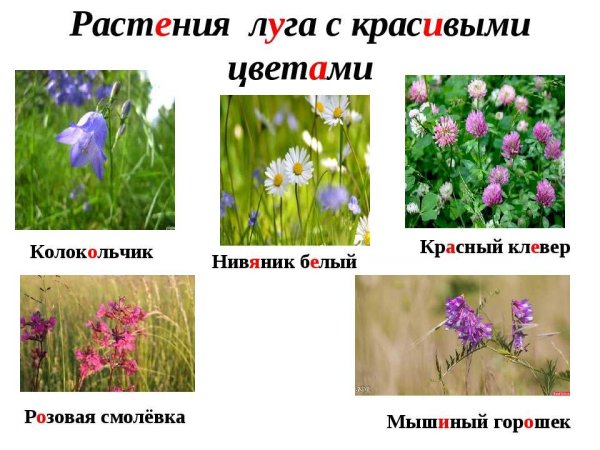Гербарий растения Луга