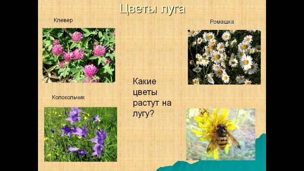 Растения Луга названия
