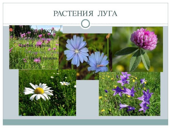 Садовые и полевые цветы для детей