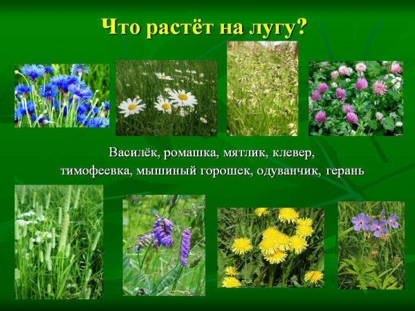 Цветы названия для дошкольников