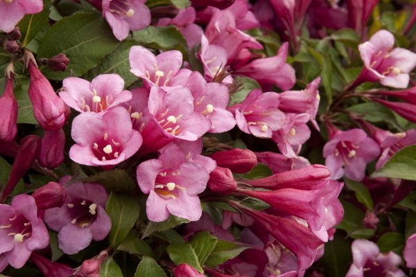 Вейгела Минуэт