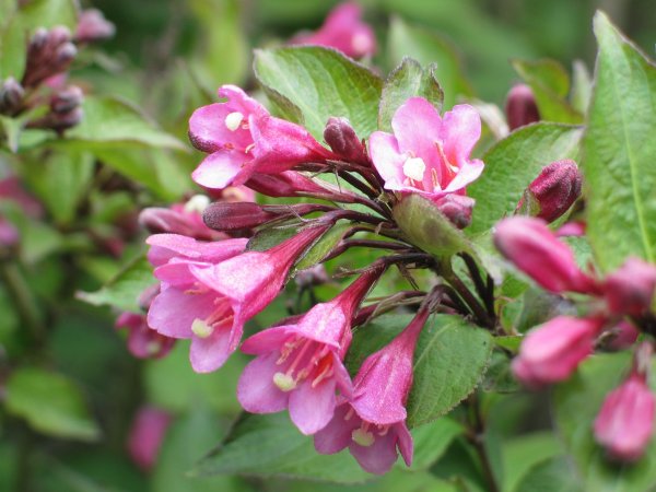 Вейгела Pink Princess