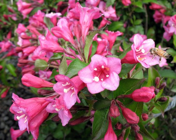 Вейгела Цветущая (Weigela Florida)