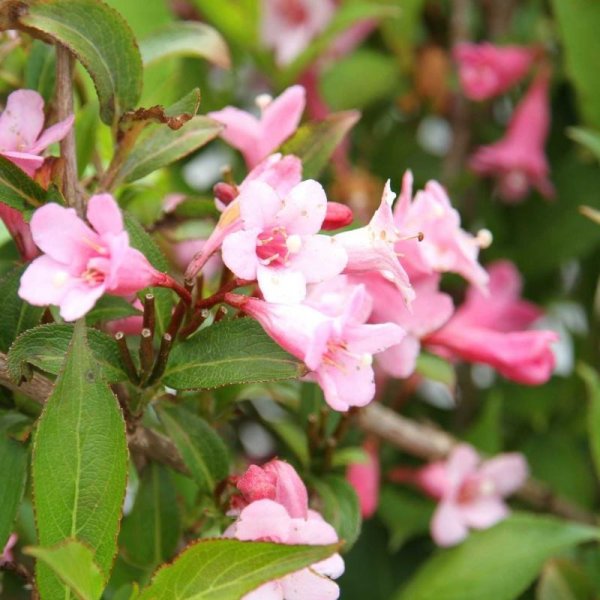 Вейгела Pink Princess
