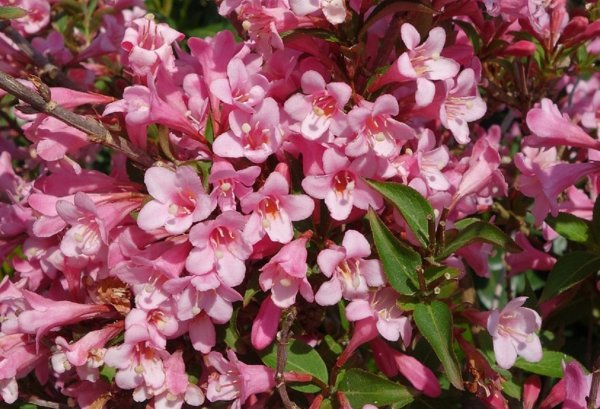 Вейгела Pink Poppet