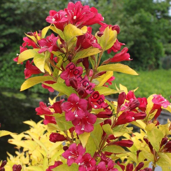 Вейгела Цветущая (Weigela Florida)
