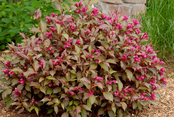 Вейгела Nana purpurea
