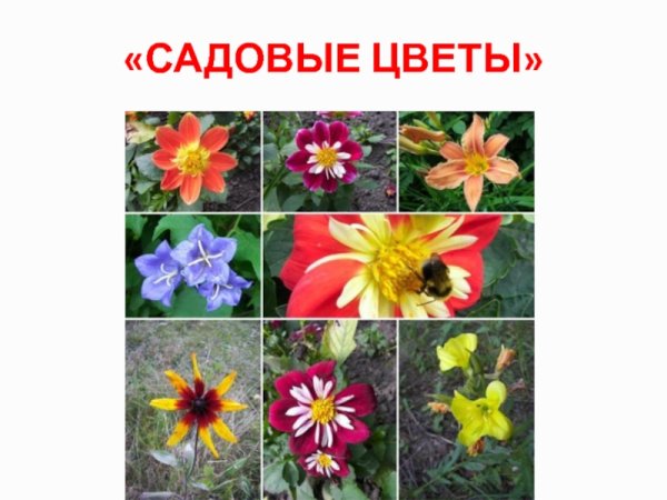 Надпись садовые цветы