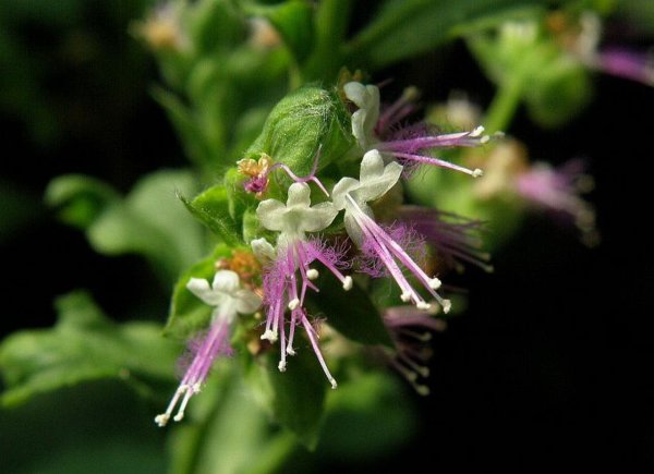 Pogostemon cablin Patchouli