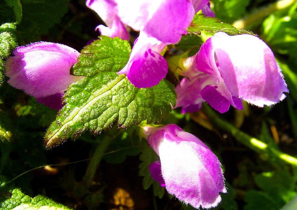 Lamium maculatum l.