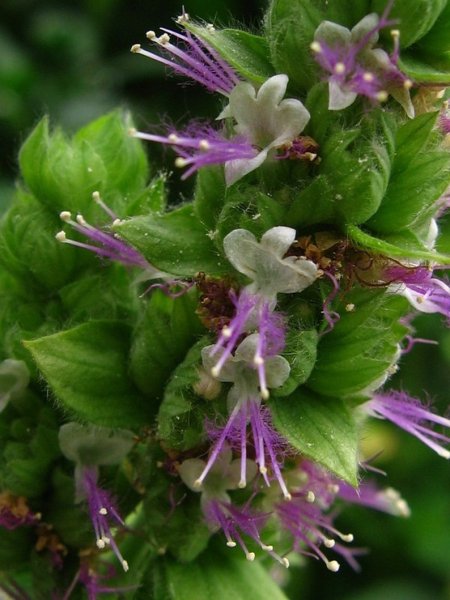Pogostemon Patchouli