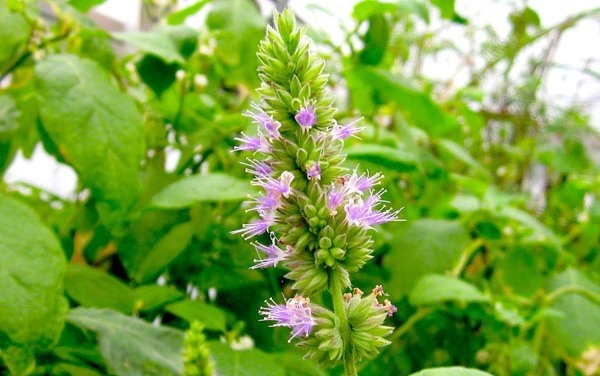 Пачули Pogostemon cablin