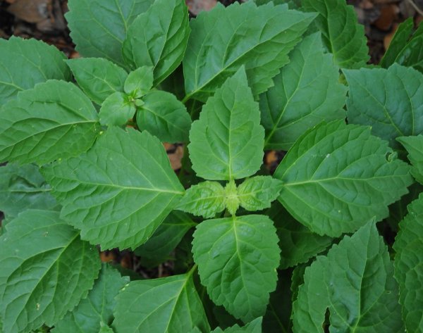Пачули Pogostemon cablin