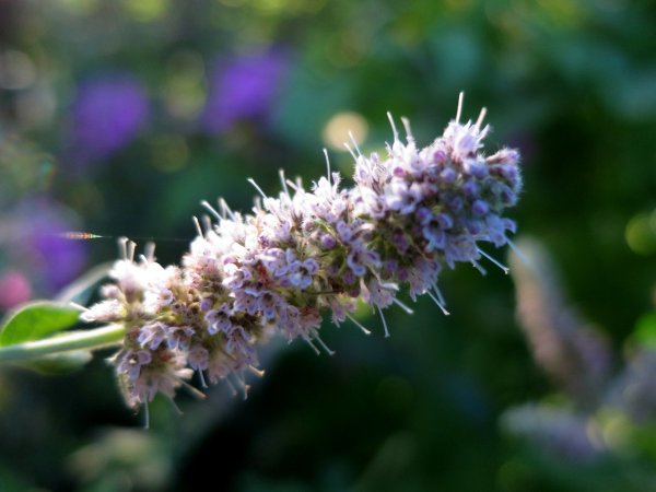 Pogostemon cablin