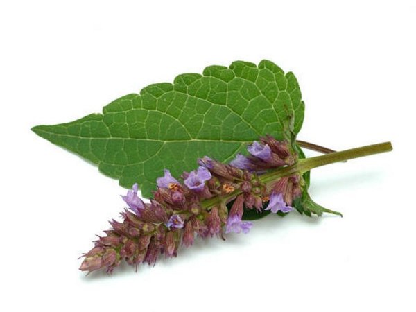 Пачули и лофант