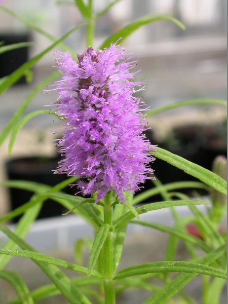Pogostemon cablin Patchouli