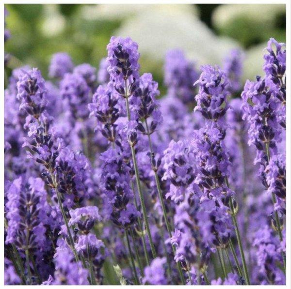Patchouli Flower