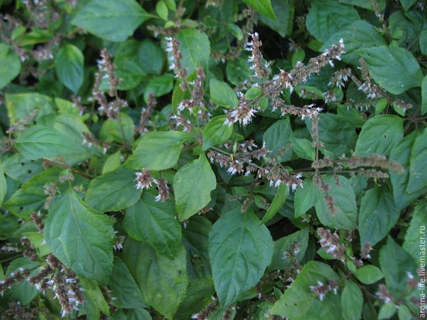 Куст пачули