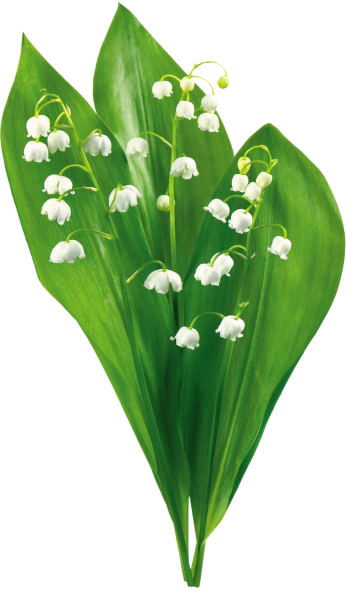 Букет ландышей на белом фоне