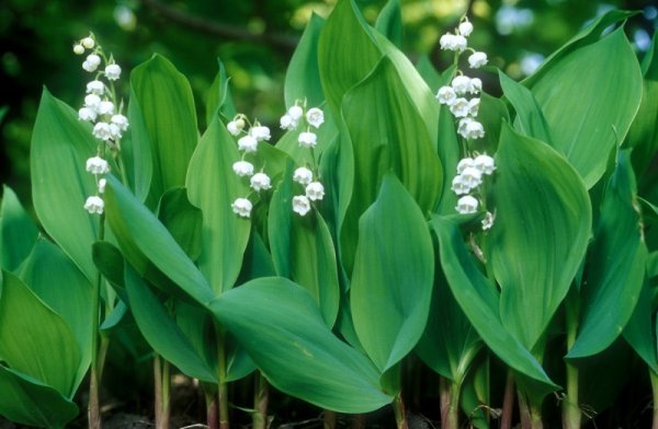 Lily Muguet