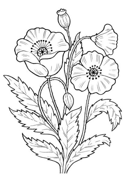 Роза раскраска