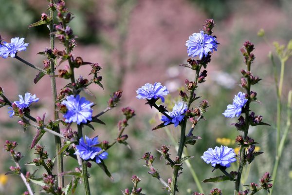 Дикий цикорий (Cichorium