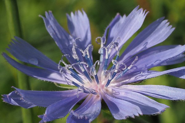 Цикорий (Cichorium intybus)