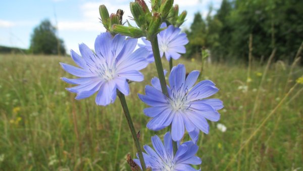 Дикий цикорий (Cichorium