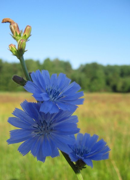 Дикий цикорий (Cichorium